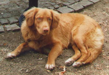 Nova Scotia Duck Tolling Retrievre.jpg