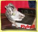 flyball.jpg
